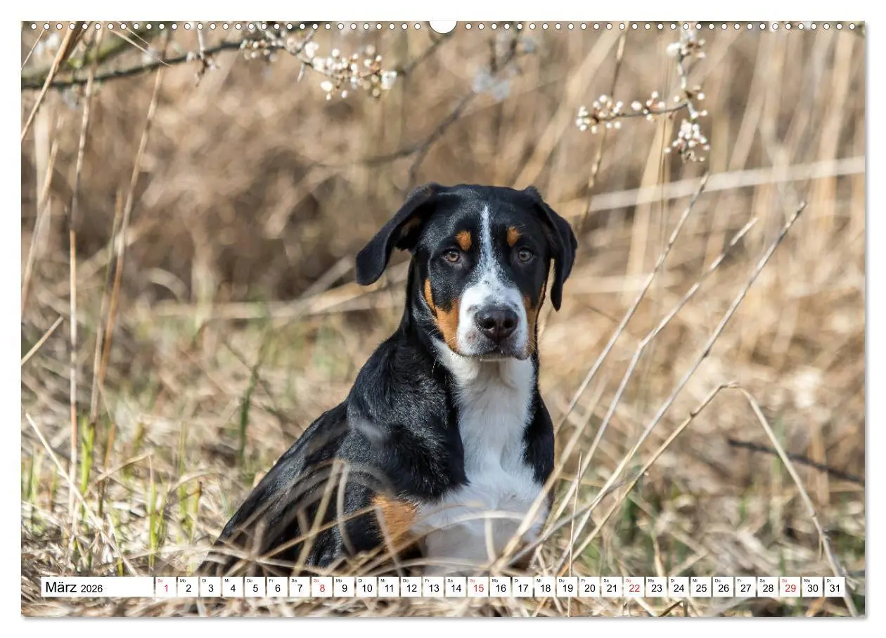 Bild: 9783457728529 | Großer Schweizer Sennenhund (hochwertiger Premium Wandkalender 2026...