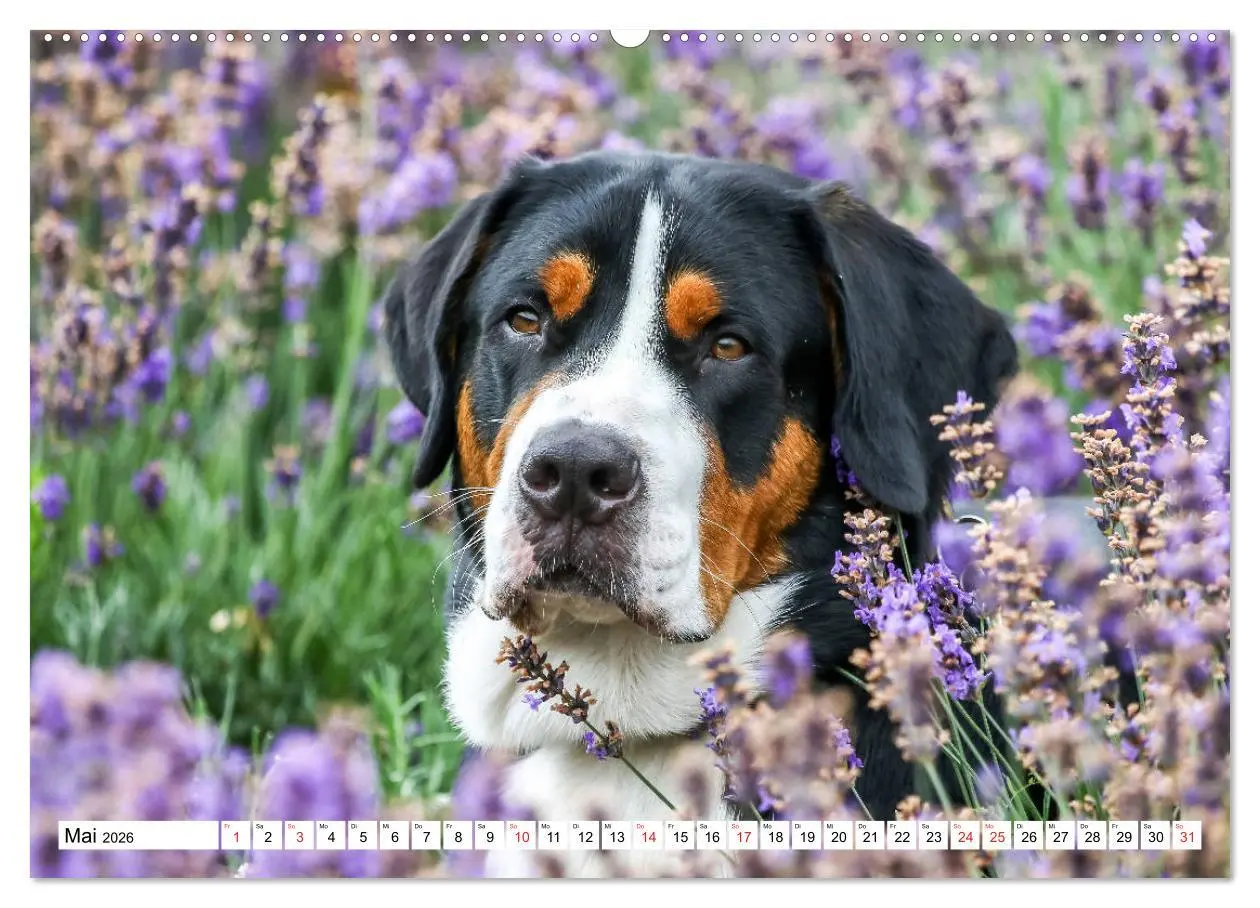Bild: 9783457728529 | Großer Schweizer Sennenhund (hochwertiger Premium Wandkalender 2026...