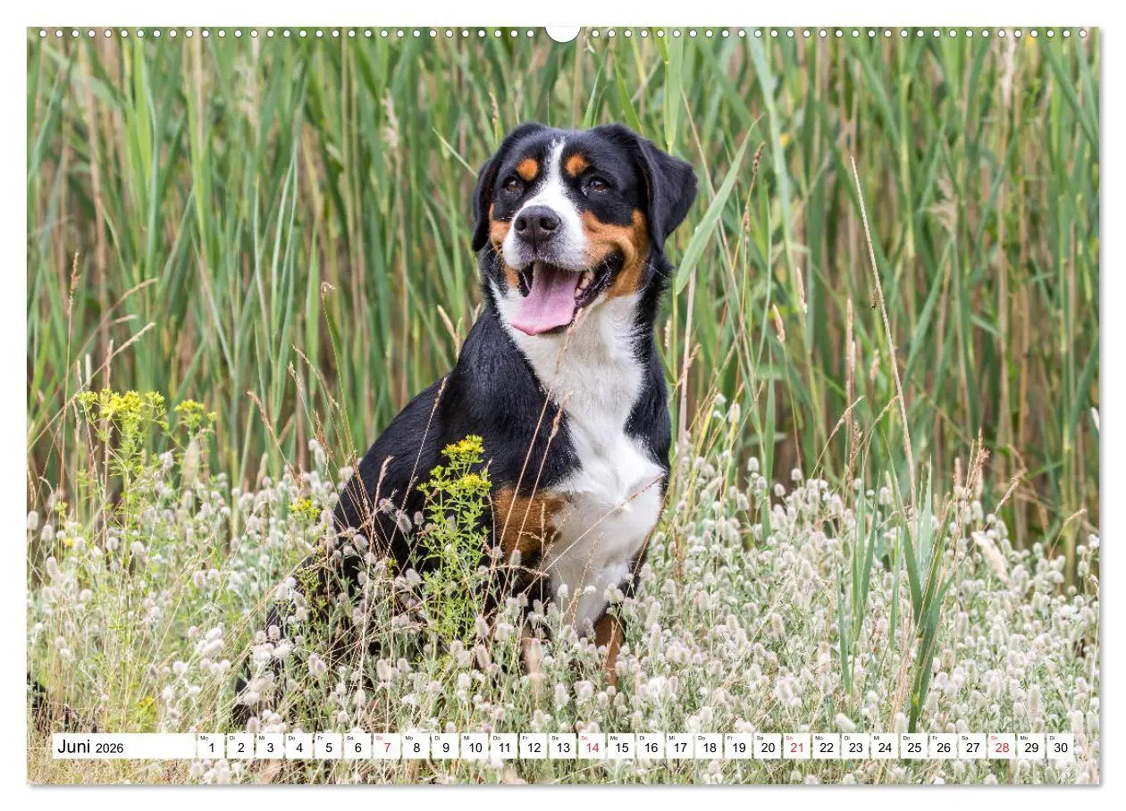Bild: 9783457728529 | Großer Schweizer Sennenhund (hochwertiger Premium Wandkalender 2026...