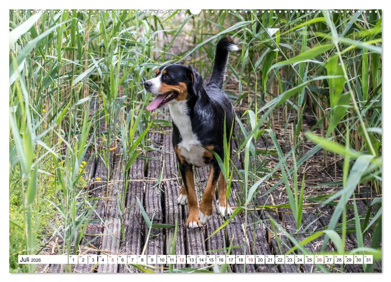 Bild: 9783457728529 | Großer Schweizer Sennenhund (hochwertiger Premium Wandkalender 2026...