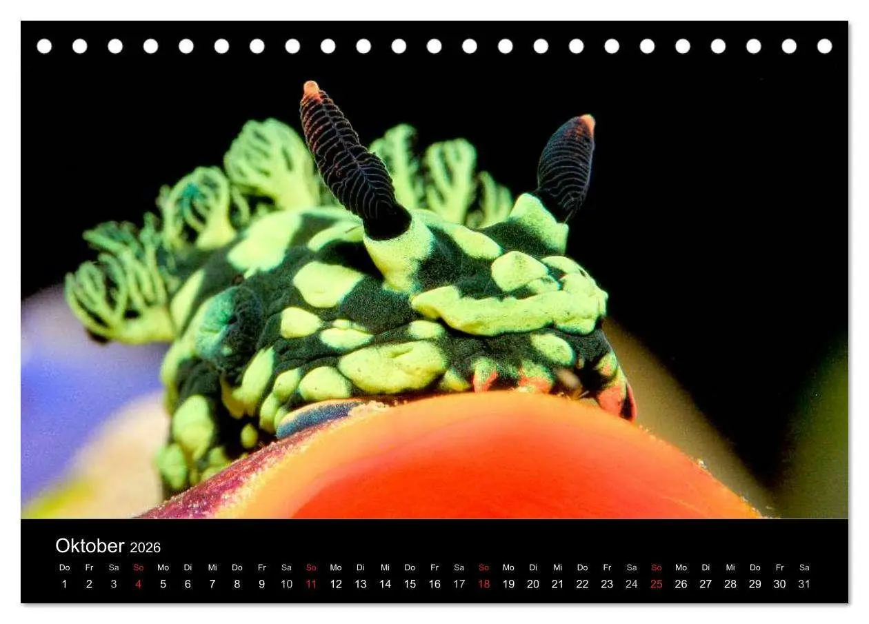 Bild: 9783516128529 | Faszination Makro Unterwasser (Tischkalender 2026 DIN A5 quer),...
