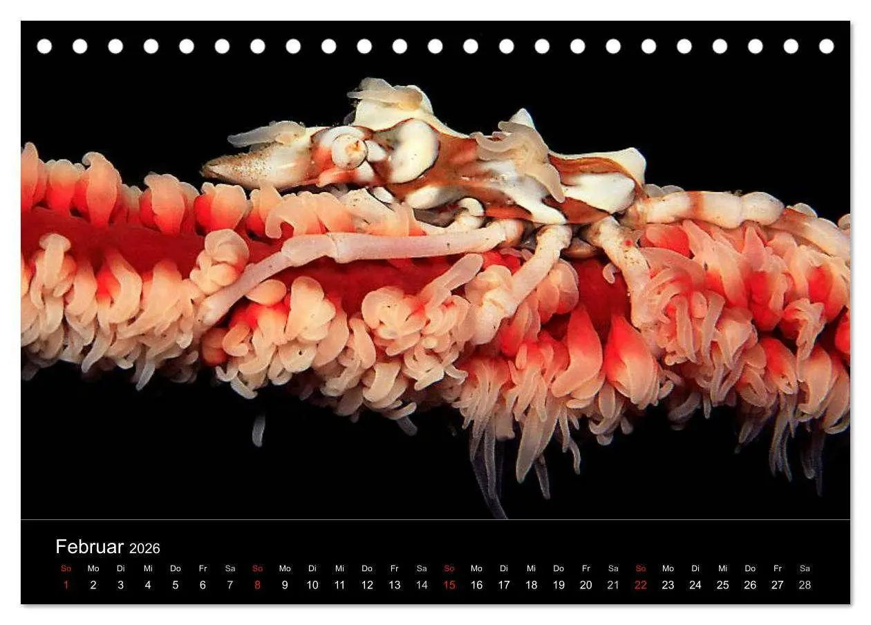Bild: 9783516128529 | Faszination Makro Unterwasser (Tischkalender 2026 DIN A5 quer),...
