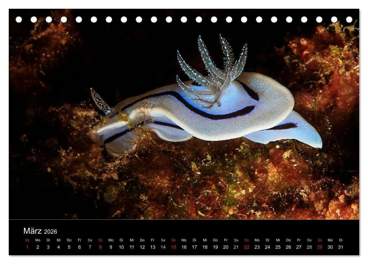 Bild: 9783516128529 | Faszination Makro Unterwasser (Tischkalender 2026 DIN A5 quer),...