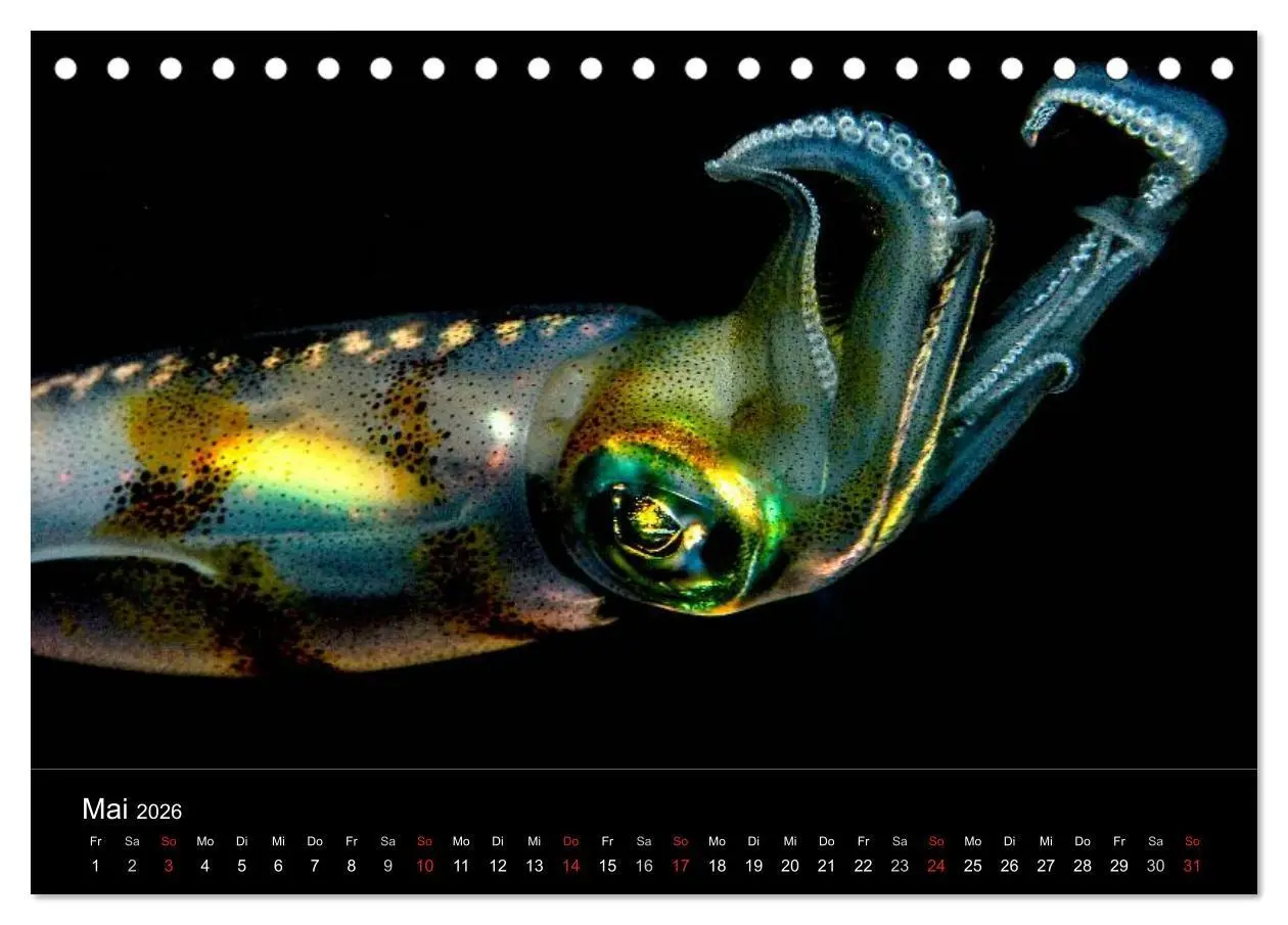 Bild: 9783516128529 | Faszination Makro Unterwasser (Tischkalender 2026 DIN A5 quer),...