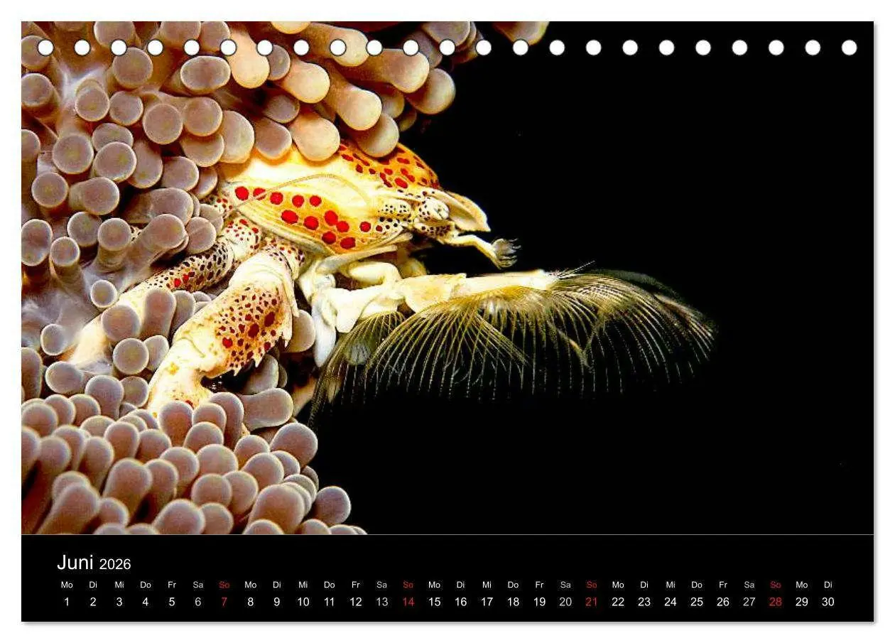 Bild: 9783516128529 | Faszination Makro Unterwasser (Tischkalender 2026 DIN A5 quer),...