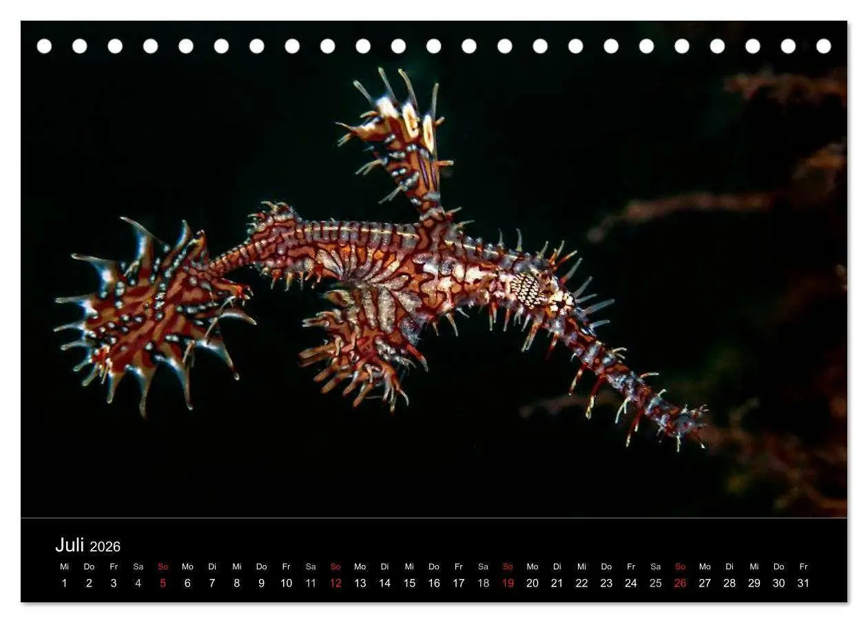Bild: 9783516128529 | Faszination Makro Unterwasser (Tischkalender 2026 DIN A5 quer),...