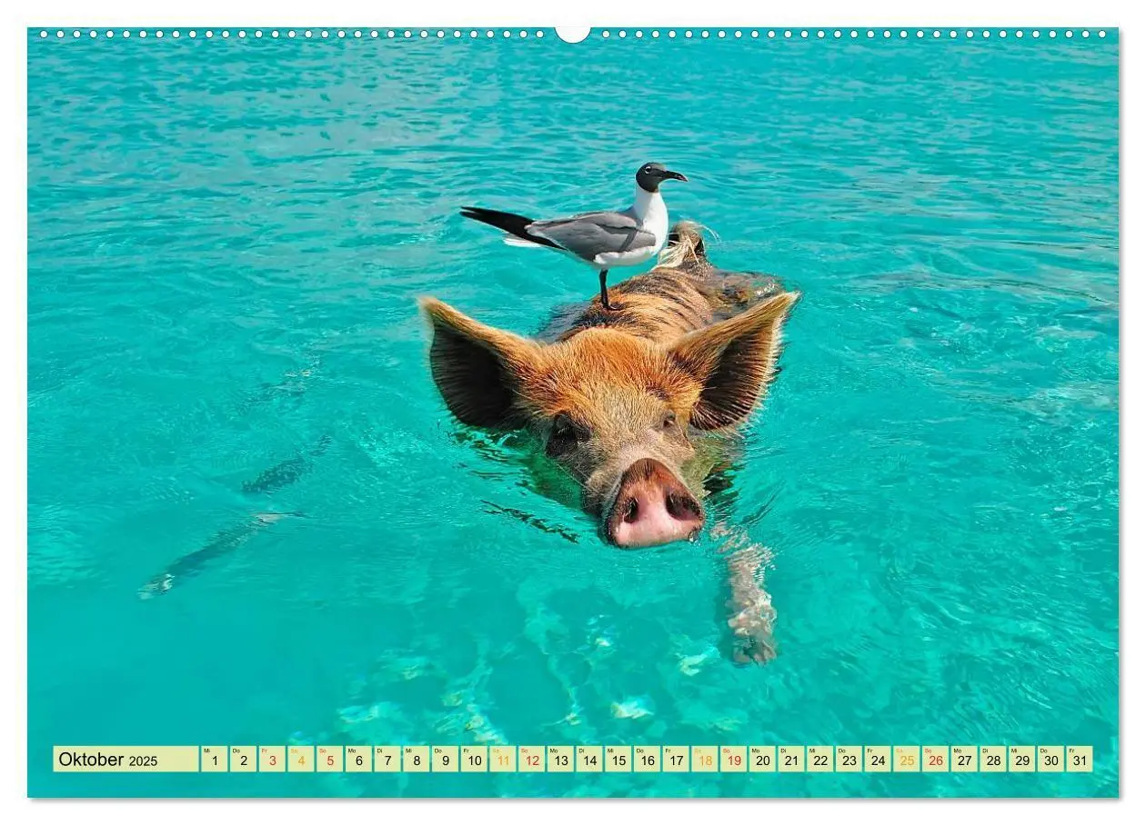 Bild: 9783435468829 | Lustig und verrückt - der ganz andere Tierkalender (Wandkalender...