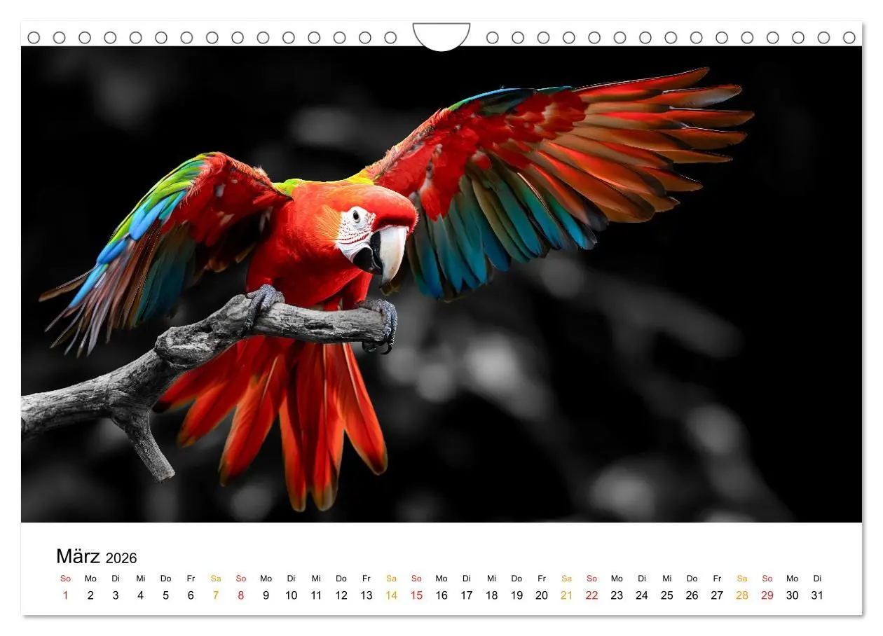 Bild: 9783457308929 | Magie der Tierwelt (Wandkalender 2026 DIN A4 quer), CALVENDO...