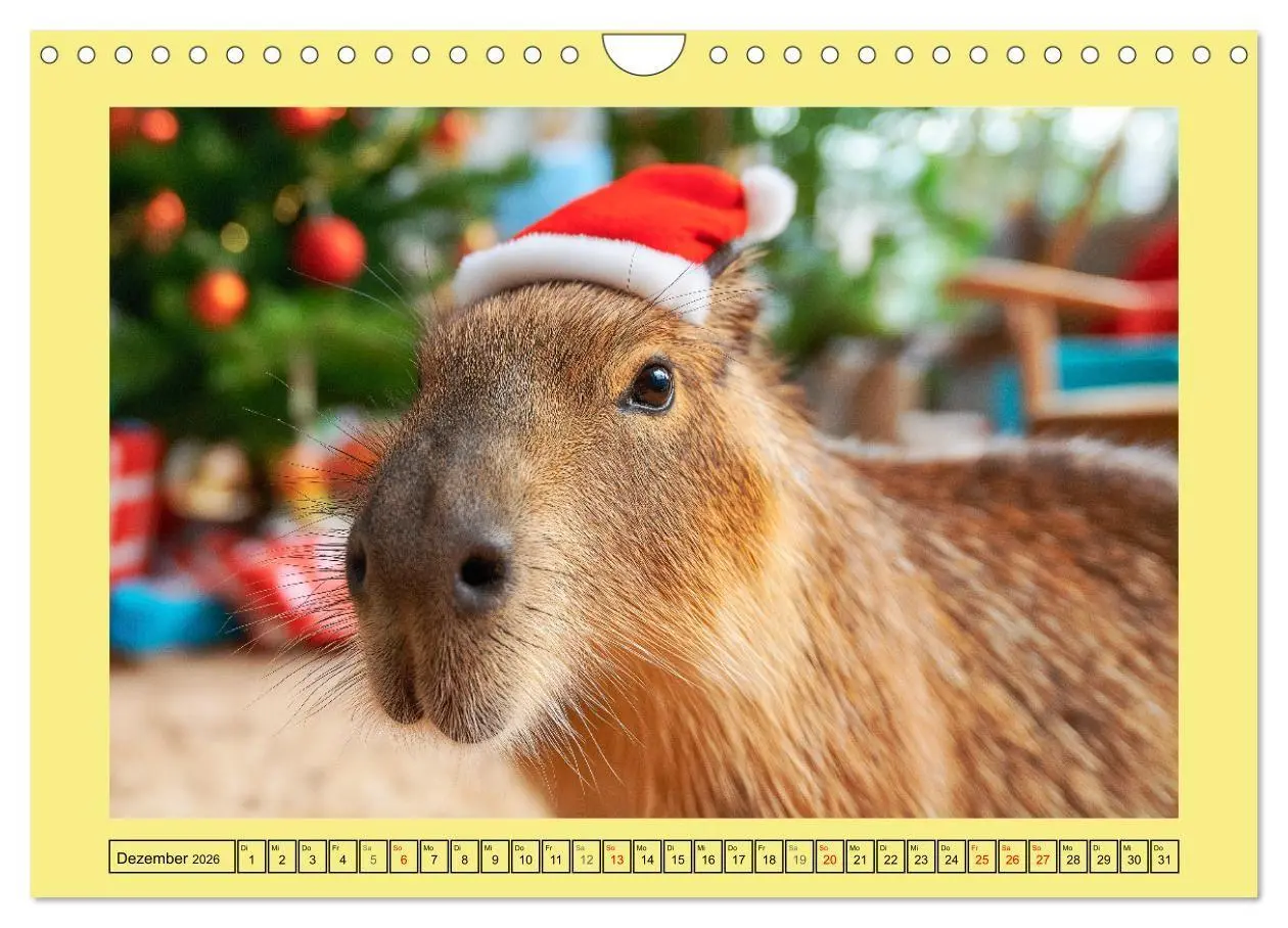 Bild: 9783516708929 | Capybaras on Tour. Wasserschweine als Weltenbummler (Wandkalender...