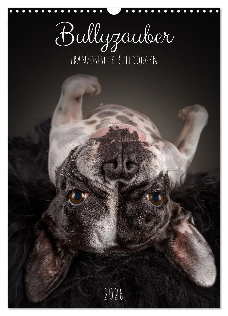 Cover: 9783516359329 | Bullyzauber - Französische Bulldoggen (Wandkalender 2026 DIN A3...
