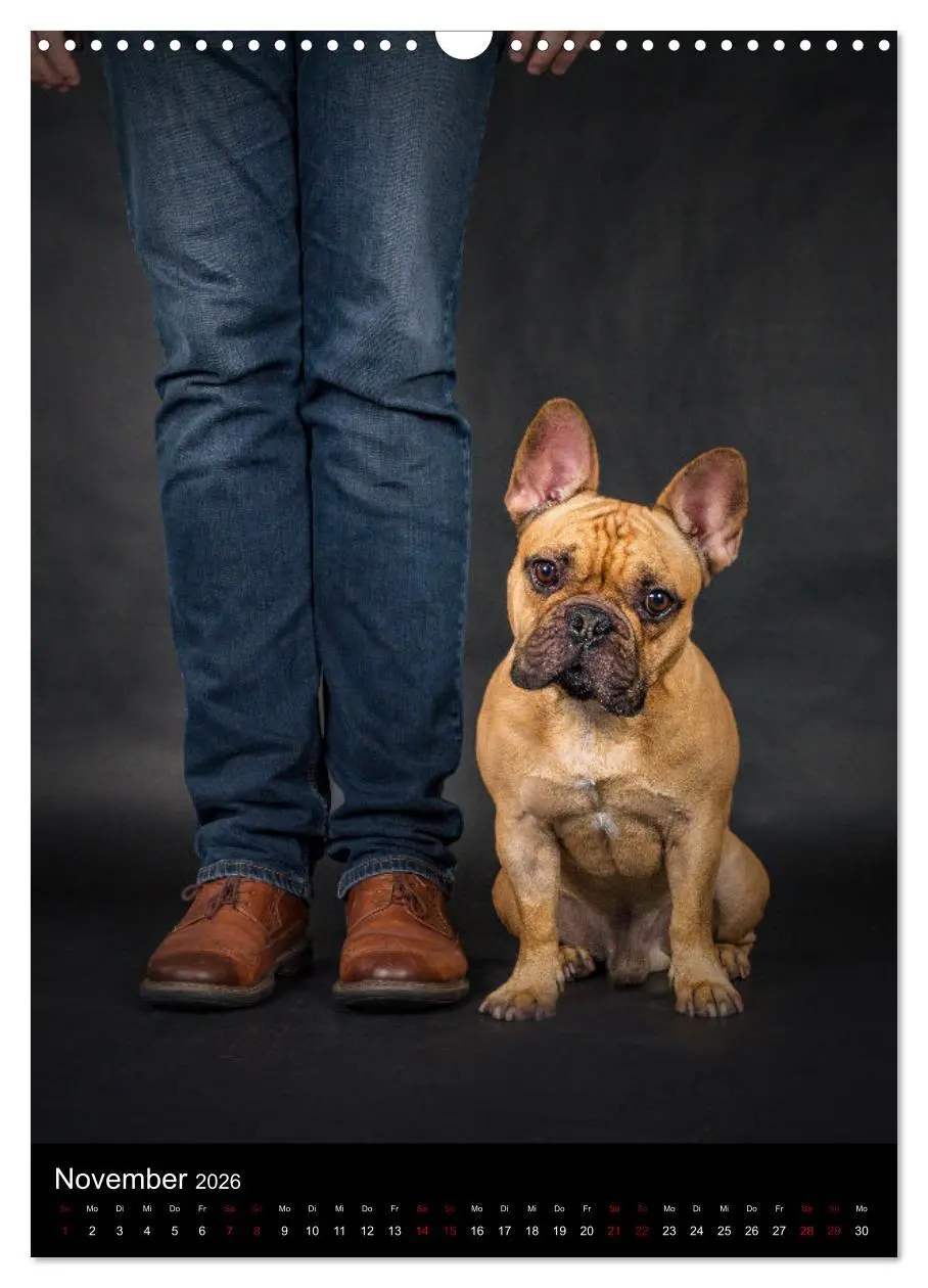 Bild: 9783516359329 | Bullyzauber - Französische Bulldoggen (Wandkalender 2026 DIN A3...