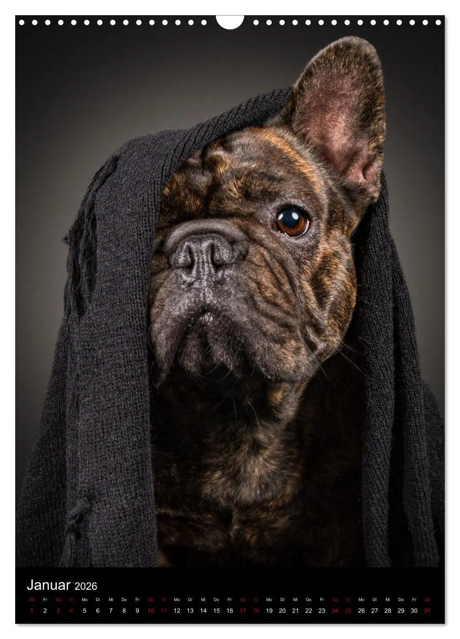 Bild: 9783516359329 | Bullyzauber - Französische Bulldoggen (Wandkalender 2026 DIN A3...