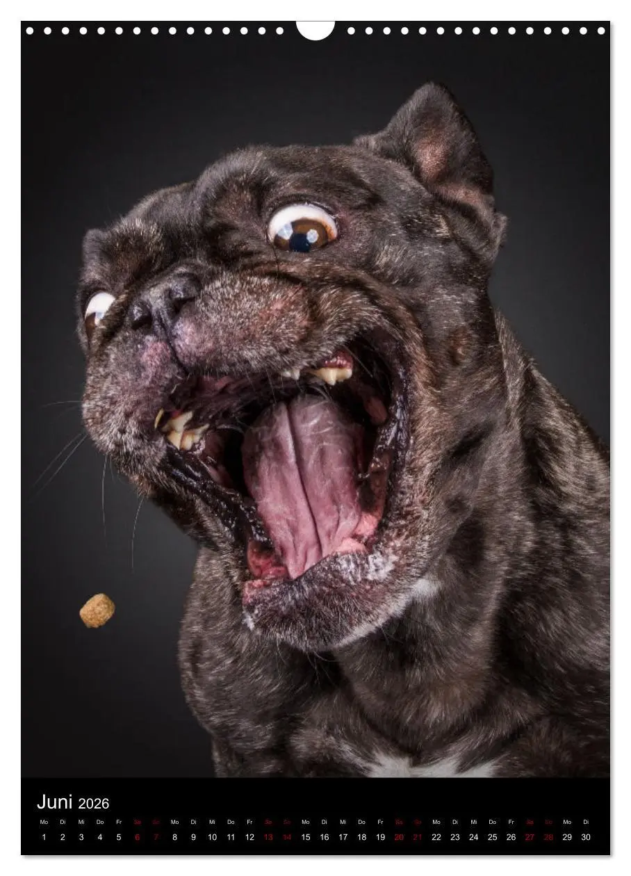 Bild: 9783516359329 | Bullyzauber - Französische Bulldoggen (Wandkalender 2026 DIN A3...