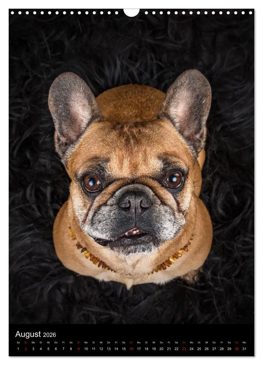 Bild: 9783516359329 | Bullyzauber - Französische Bulldoggen (Wandkalender 2026 DIN A3...