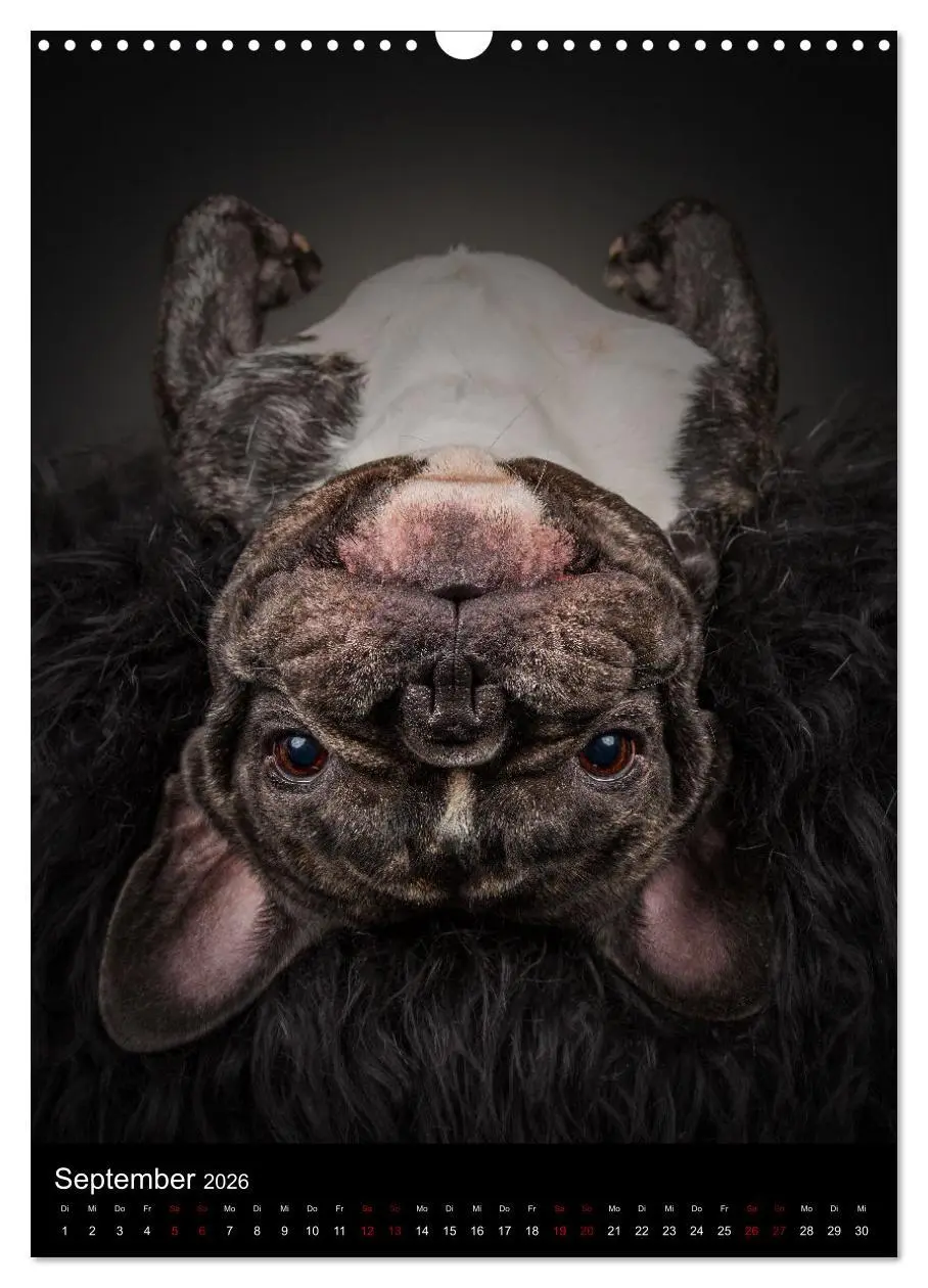 Bild: 9783516359329 | Bullyzauber - Französische Bulldoggen (Wandkalender 2026 DIN A3...
