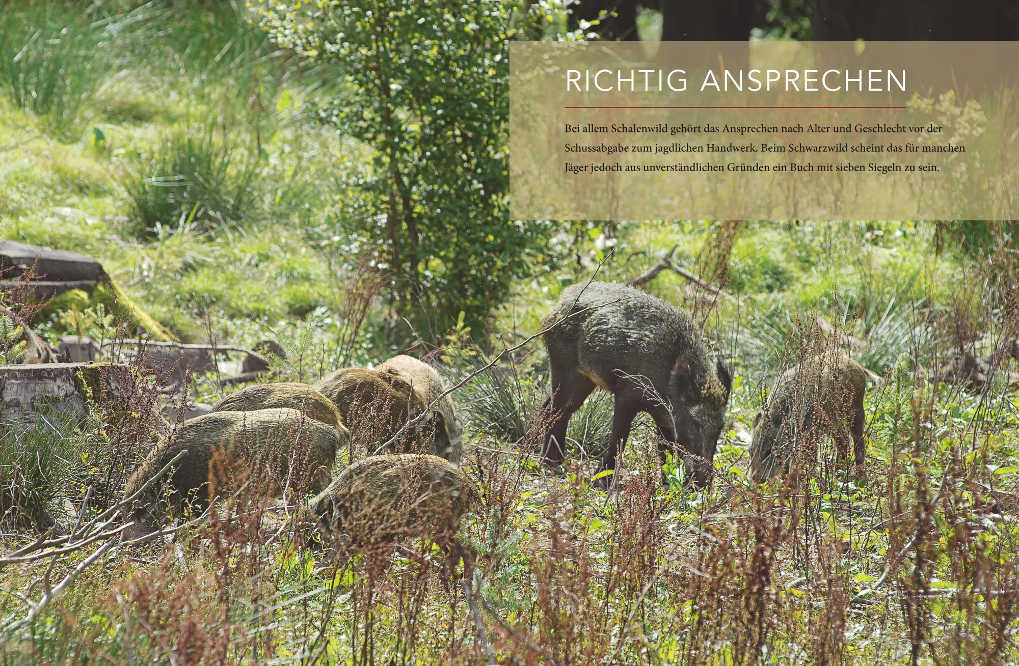 Bild: 9783835419629 | Schwarzwild im Visier | Dirk Waltmann (u. a.) | Buch | BLV Jagdpraxis