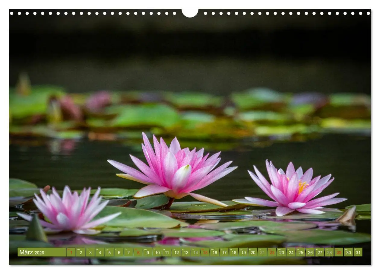 Bild: 9783457779729 | Zauberhafte Seerosen (Wandkalender 2026 DIN A3 quer), CALVENDO...