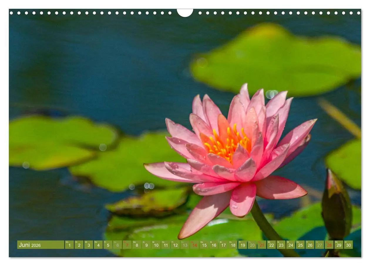 Bild: 9783457779729 | Zauberhafte Seerosen (Wandkalender 2026 DIN A3 quer), CALVENDO...