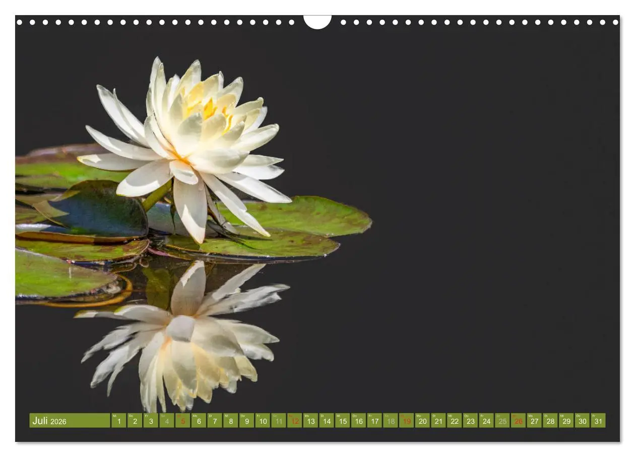 Bild: 9783457779729 | Zauberhafte Seerosen (Wandkalender 2026 DIN A3 quer), CALVENDO...