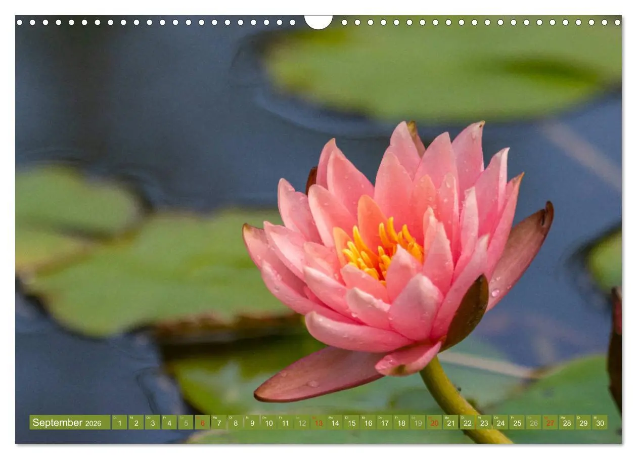 Bild: 9783457779729 | Zauberhafte Seerosen (Wandkalender 2026 DIN A3 quer), CALVENDO...
