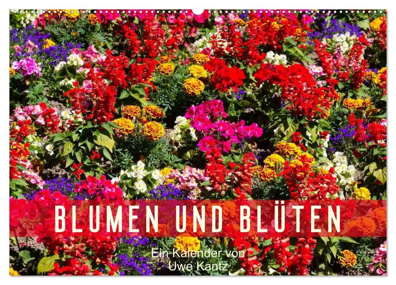 Cover: 9783516099829 | Blumen und Blüten (Wandkalender 2026 DIN A2 quer), CALVENDO...