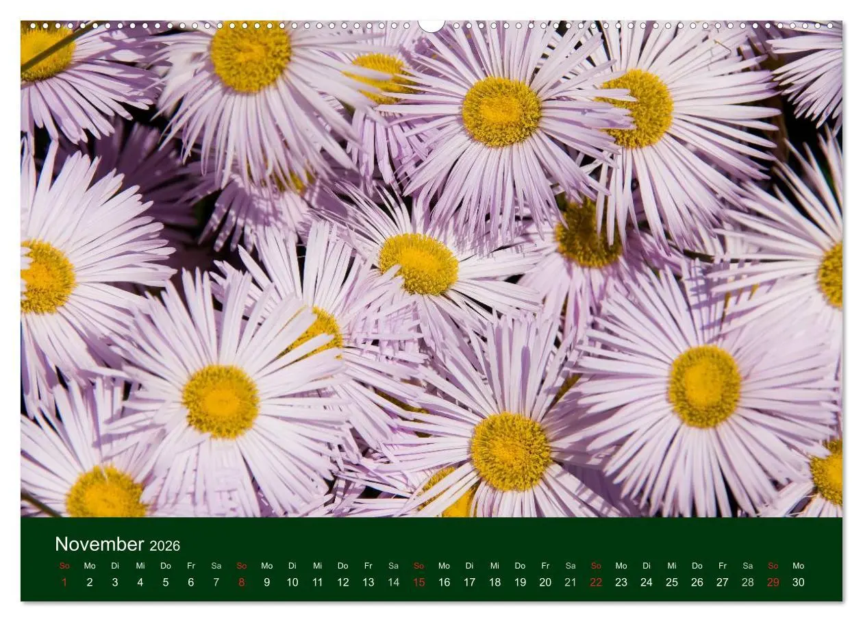 Bild: 9783516099829 | Blumen und Blüten (Wandkalender 2026 DIN A2 quer), CALVENDO...