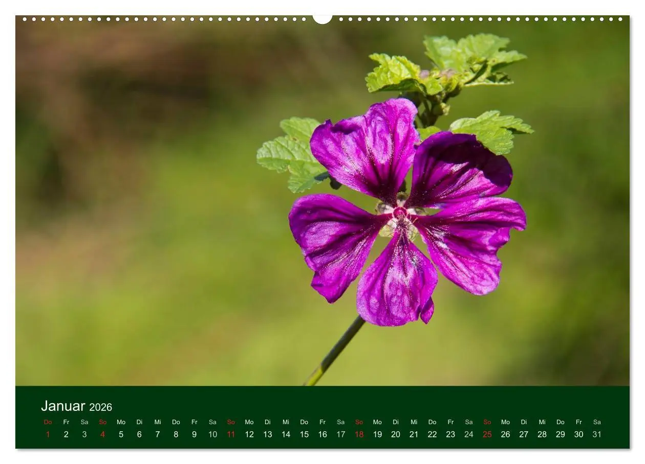 Bild: 9783516099829 | Blumen und Blüten (Wandkalender 2026 DIN A2 quer), CALVENDO...