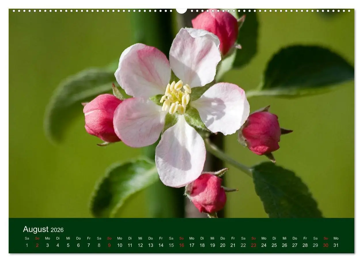 Bild: 9783516099829 | Blumen und Blüten (Wandkalender 2026 DIN A2 quer), CALVENDO...