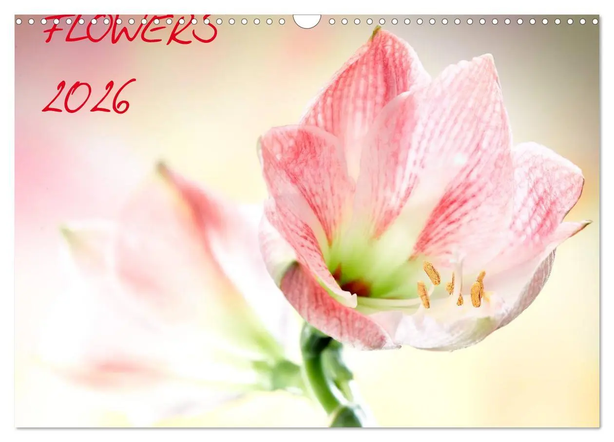 Cover: 9783516169829 | Flowers / 2026 (Wandkalender 2026 DIN A3 quer), CALVENDO...