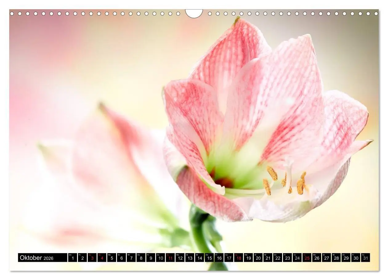 Bild: 9783516169829 | Flowers / 2026 (Wandkalender 2026 DIN A3 quer), CALVENDO...