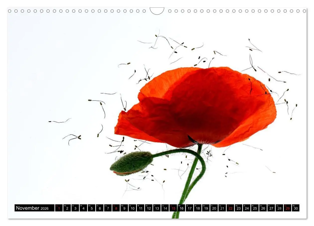 Bild: 9783516169829 | Flowers / 2026 (Wandkalender 2026 DIN A3 quer), CALVENDO...