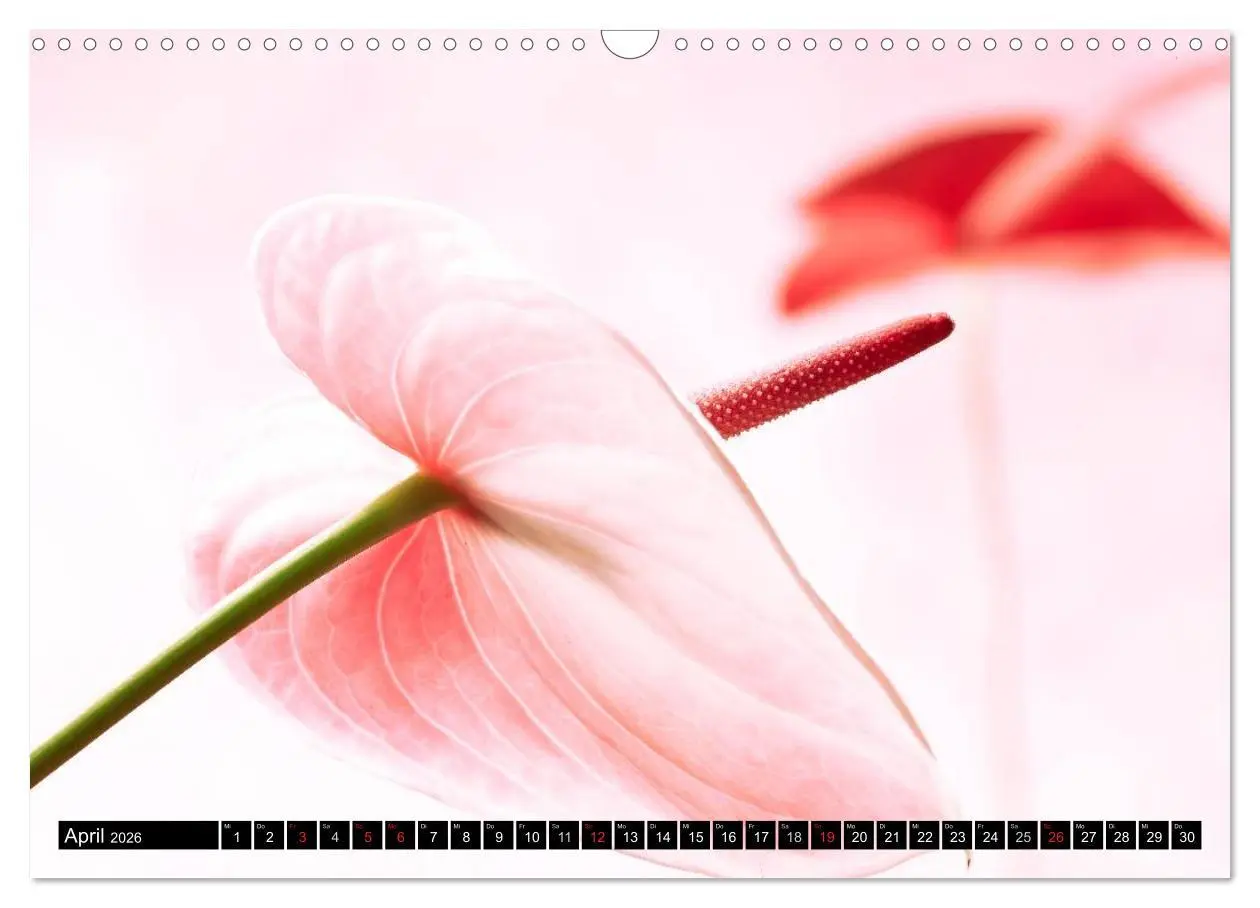 Bild: 9783516169829 | Flowers / 2026 (Wandkalender 2026 DIN A3 quer), CALVENDO...