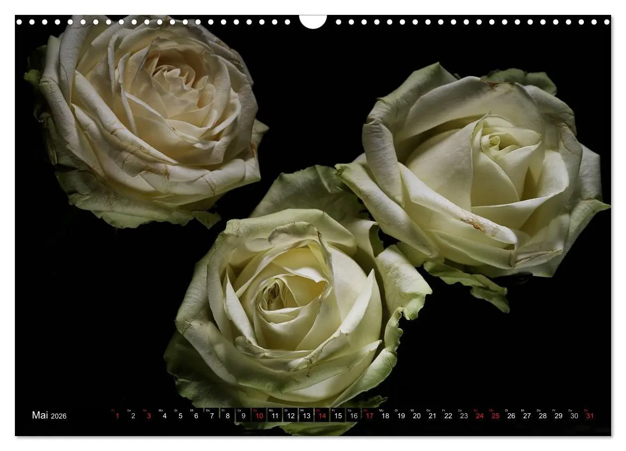 Bild: 9783516169829 | Flowers / 2026 (Wandkalender 2026 DIN A3 quer), CALVENDO...