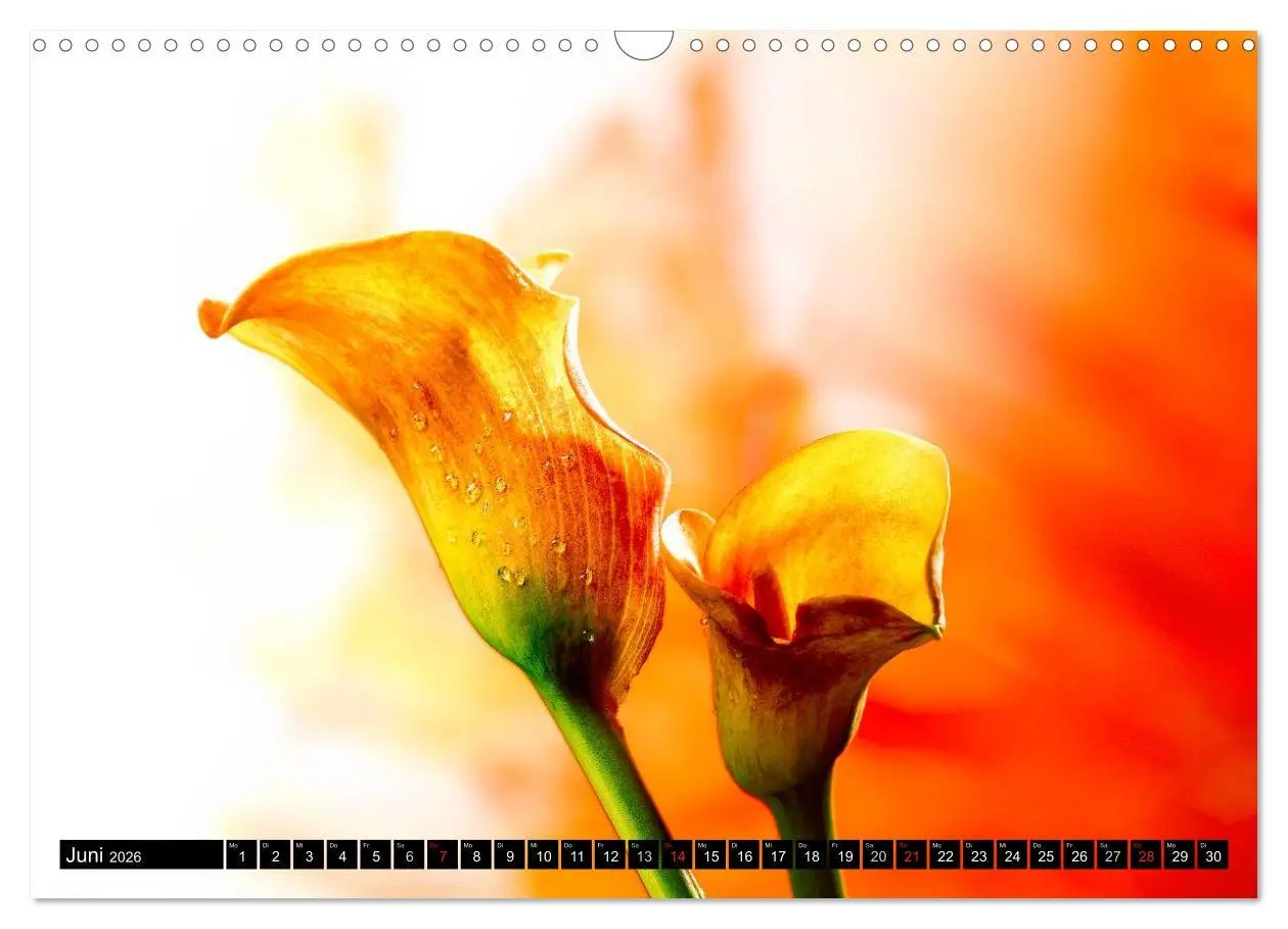 Bild: 9783516169829 | Flowers / 2026 (Wandkalender 2026 DIN A3 quer), CALVENDO...