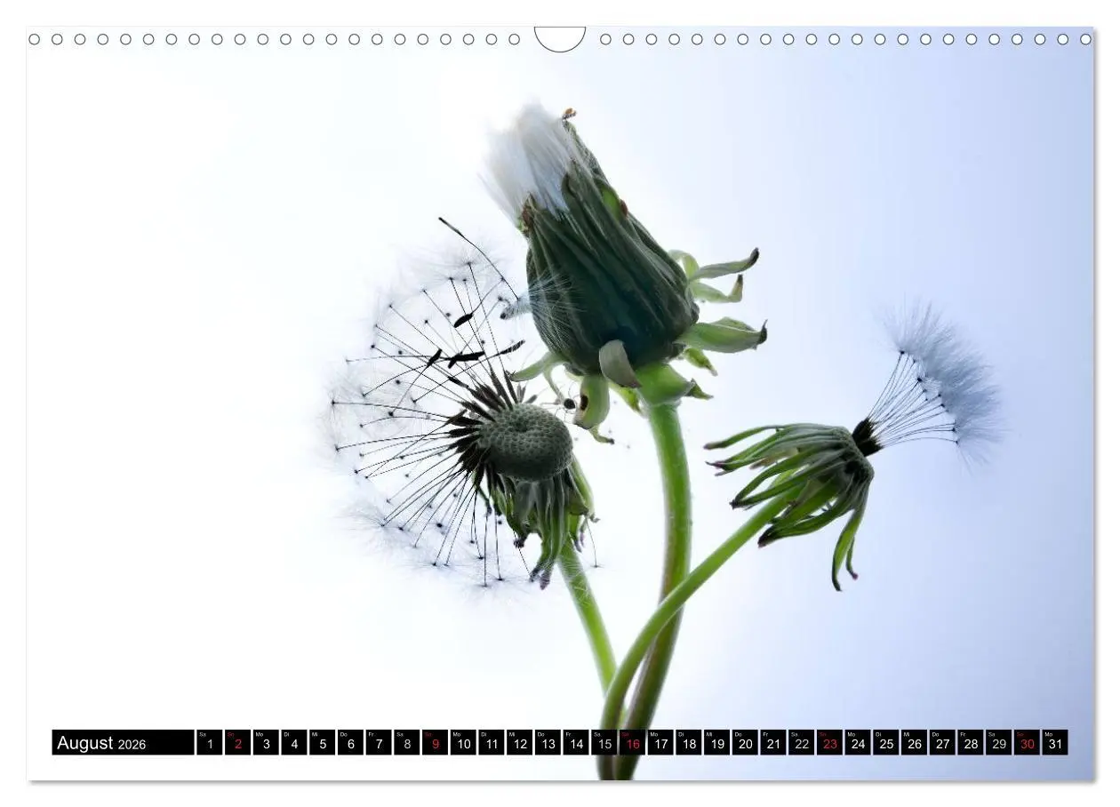 Bild: 9783516169829 | Flowers / 2026 (Wandkalender 2026 DIN A3 quer), CALVENDO...