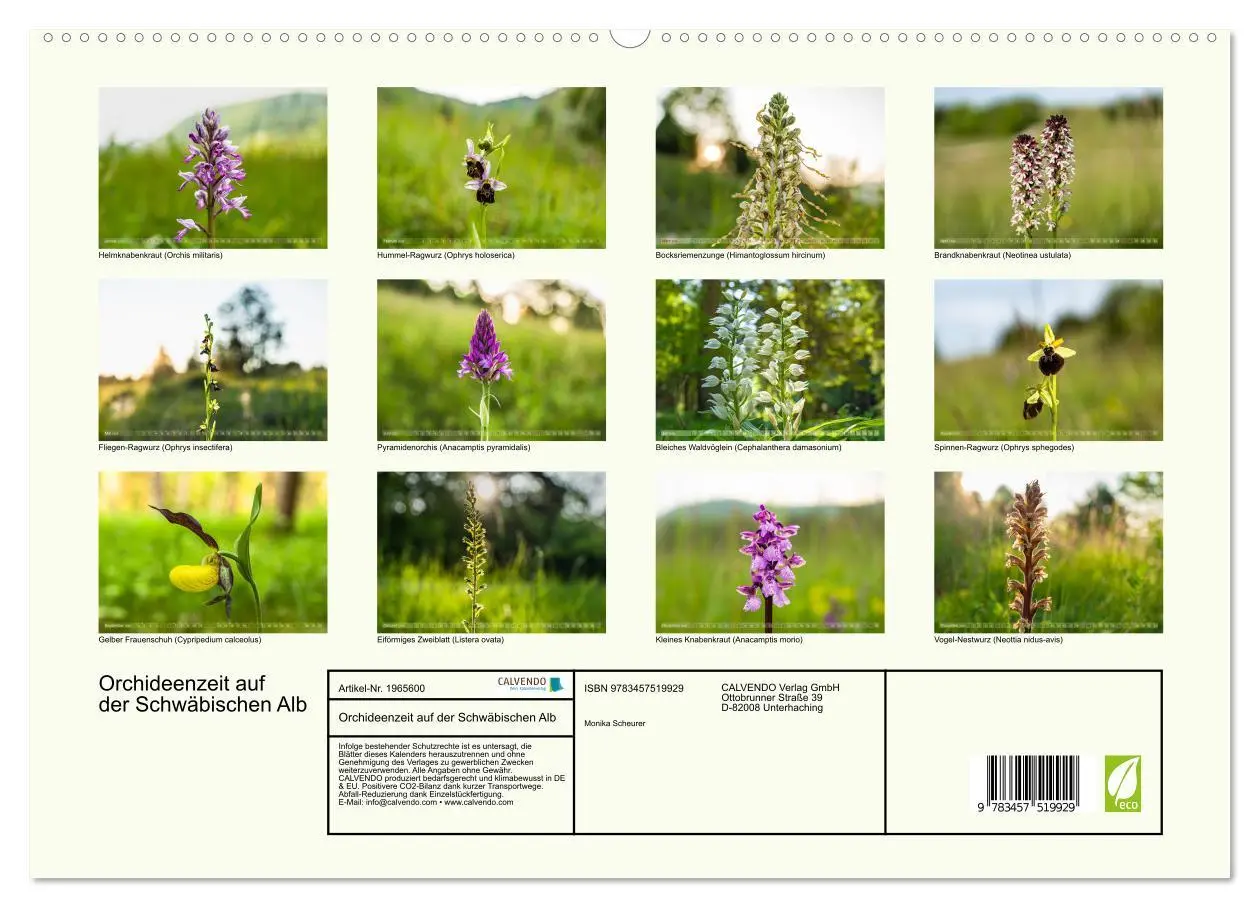 Bild: 9783457519929 | Orchideenzeit auf der Schwäbischen Alb (hochwertiger Premium...