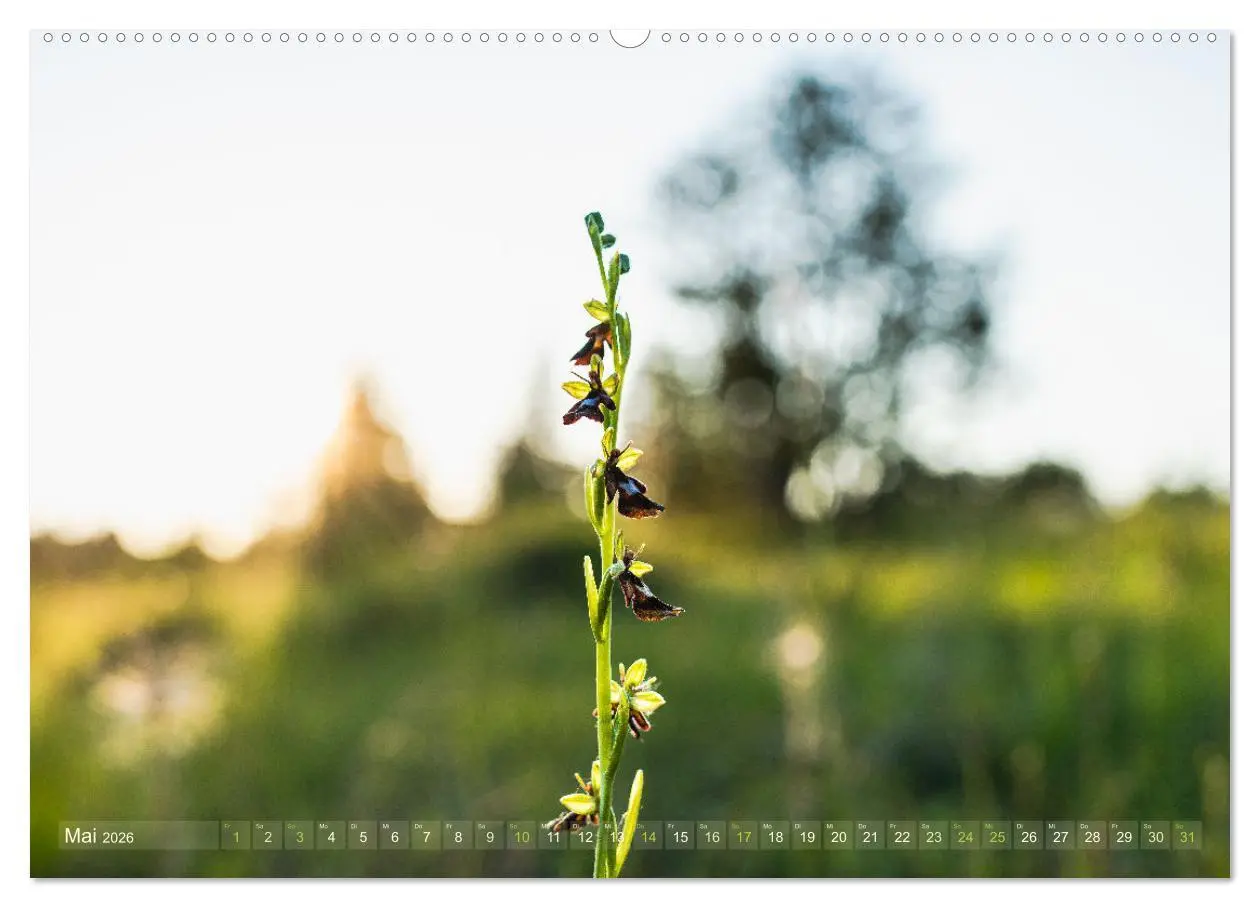 Bild: 9783457519929 | Orchideenzeit auf der Schwäbischen Alb (hochwertiger Premium...