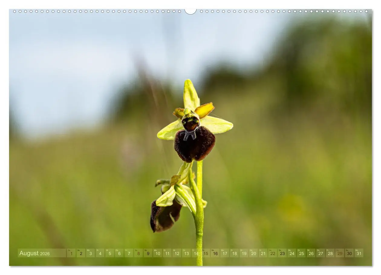 Bild: 9783457519929 | Orchideenzeit auf der Schwäbischen Alb (hochwertiger Premium...