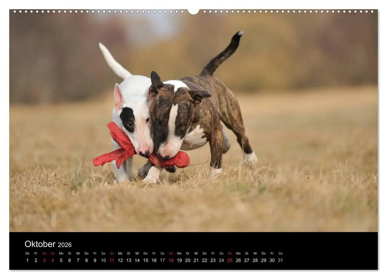 Bild: 9783516089929 | Bullterrier 2026 - Kleine Clowns mit großem Herz (hochwertiger...