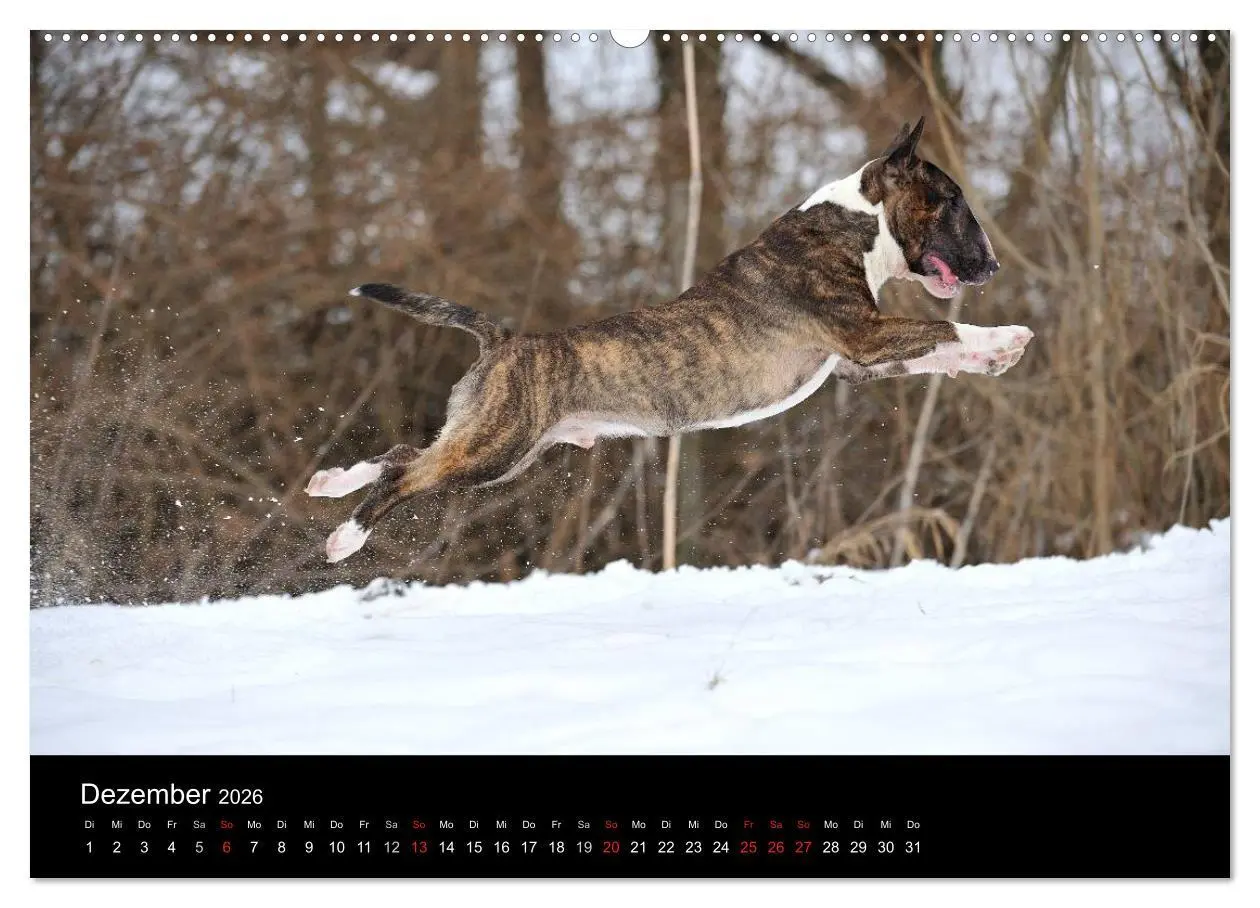 Bild: 9783516089929 | Bullterrier 2026 - Kleine Clowns mit großem Herz (hochwertiger...