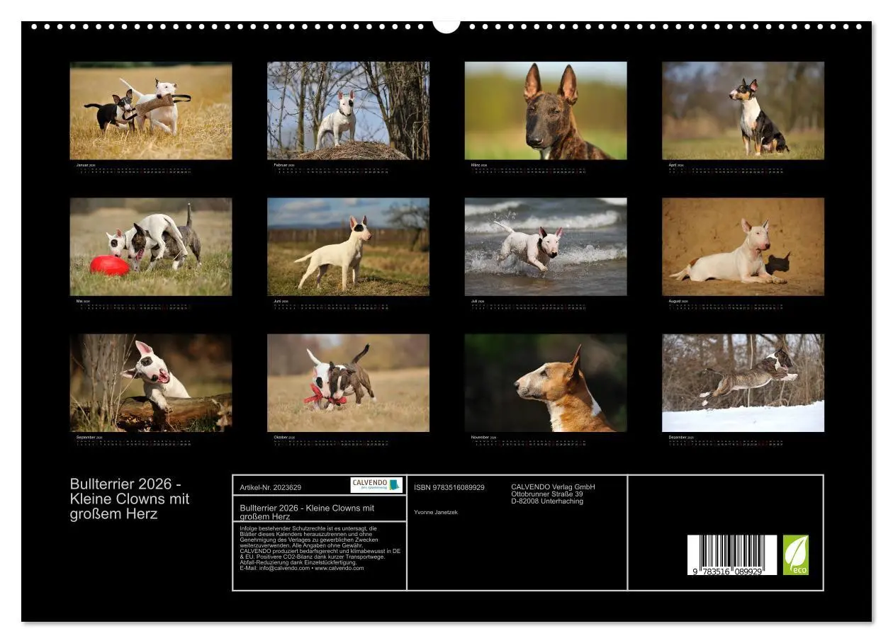 Bild: 9783516089929 | Bullterrier 2026 - Kleine Clowns mit großem Herz (hochwertiger...