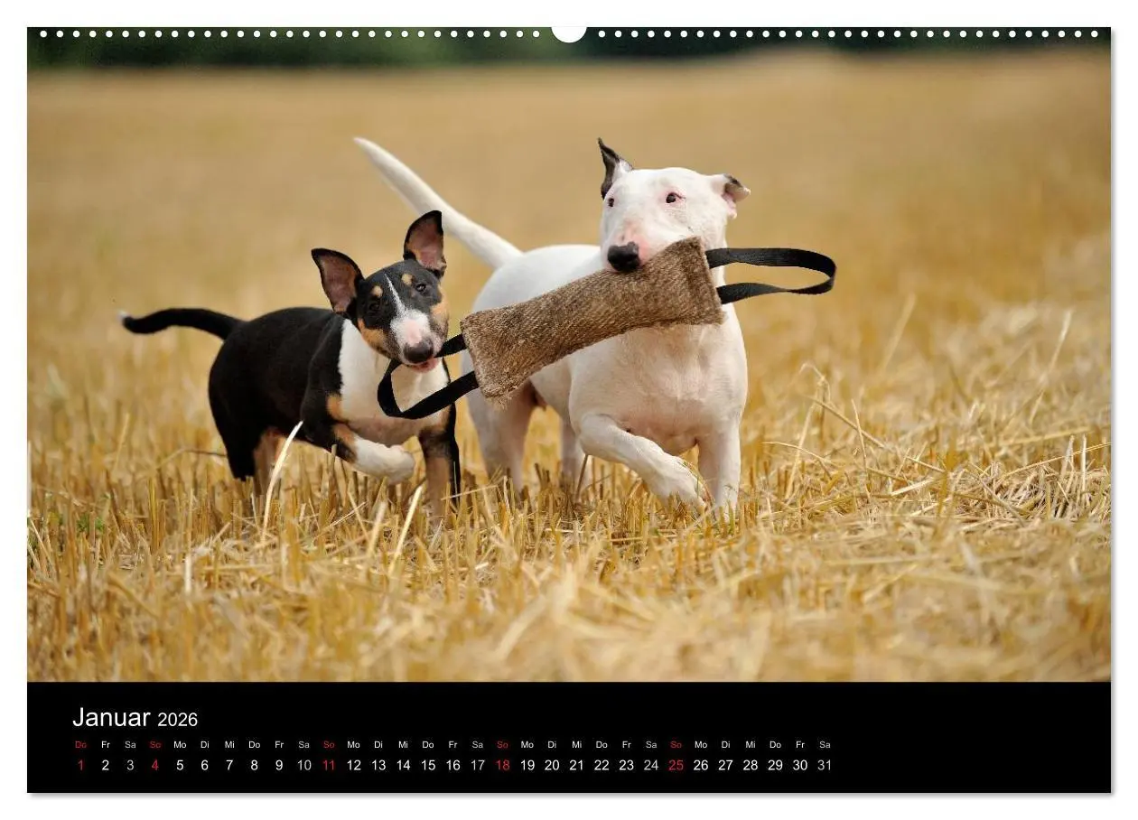 Bild: 9783516089929 | Bullterrier 2026 - Kleine Clowns mit großem Herz (hochwertiger...