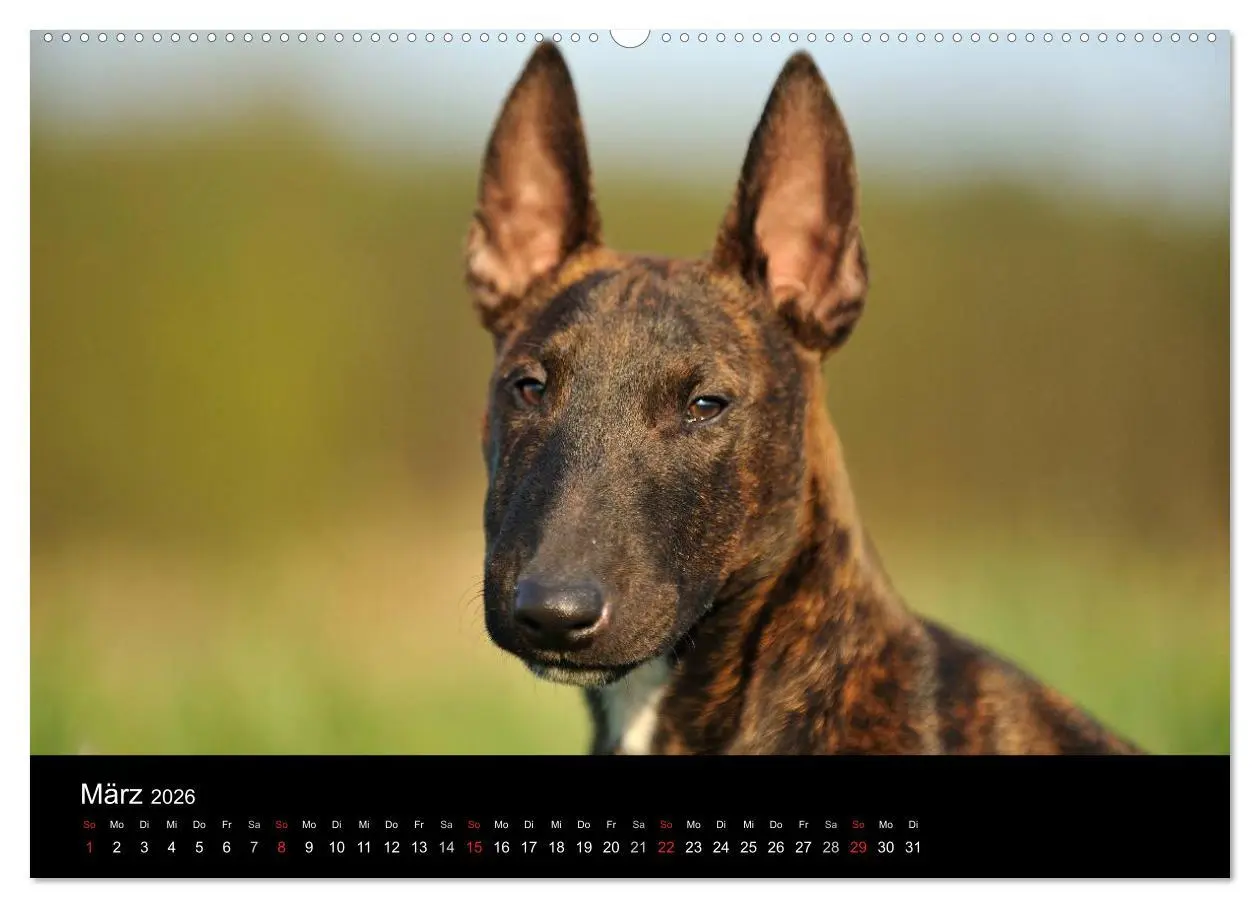 Bild: 9783516089929 | Bullterrier 2026 - Kleine Clowns mit großem Herz (hochwertiger...