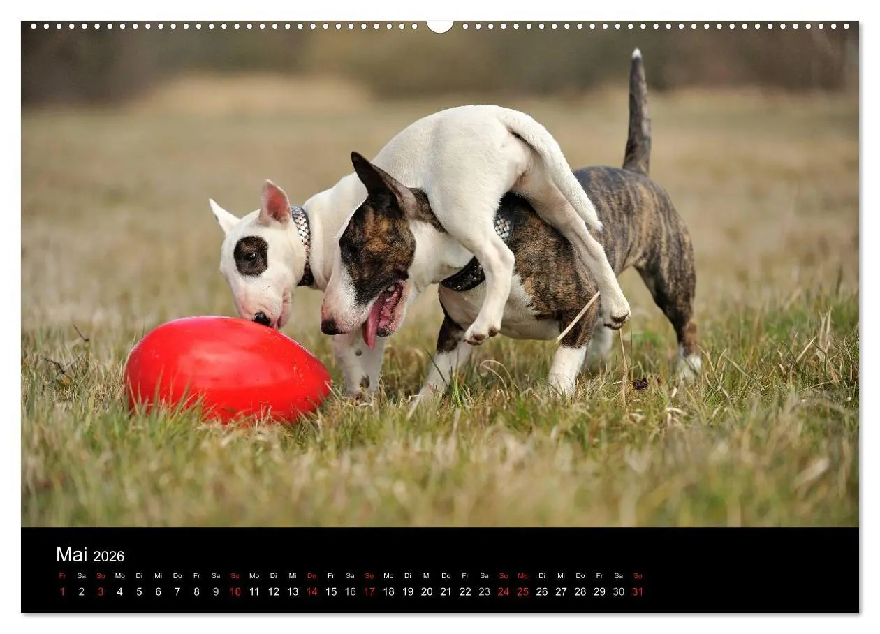 Bild: 9783516089929 | Bullterrier 2026 - Kleine Clowns mit großem Herz (hochwertiger...
