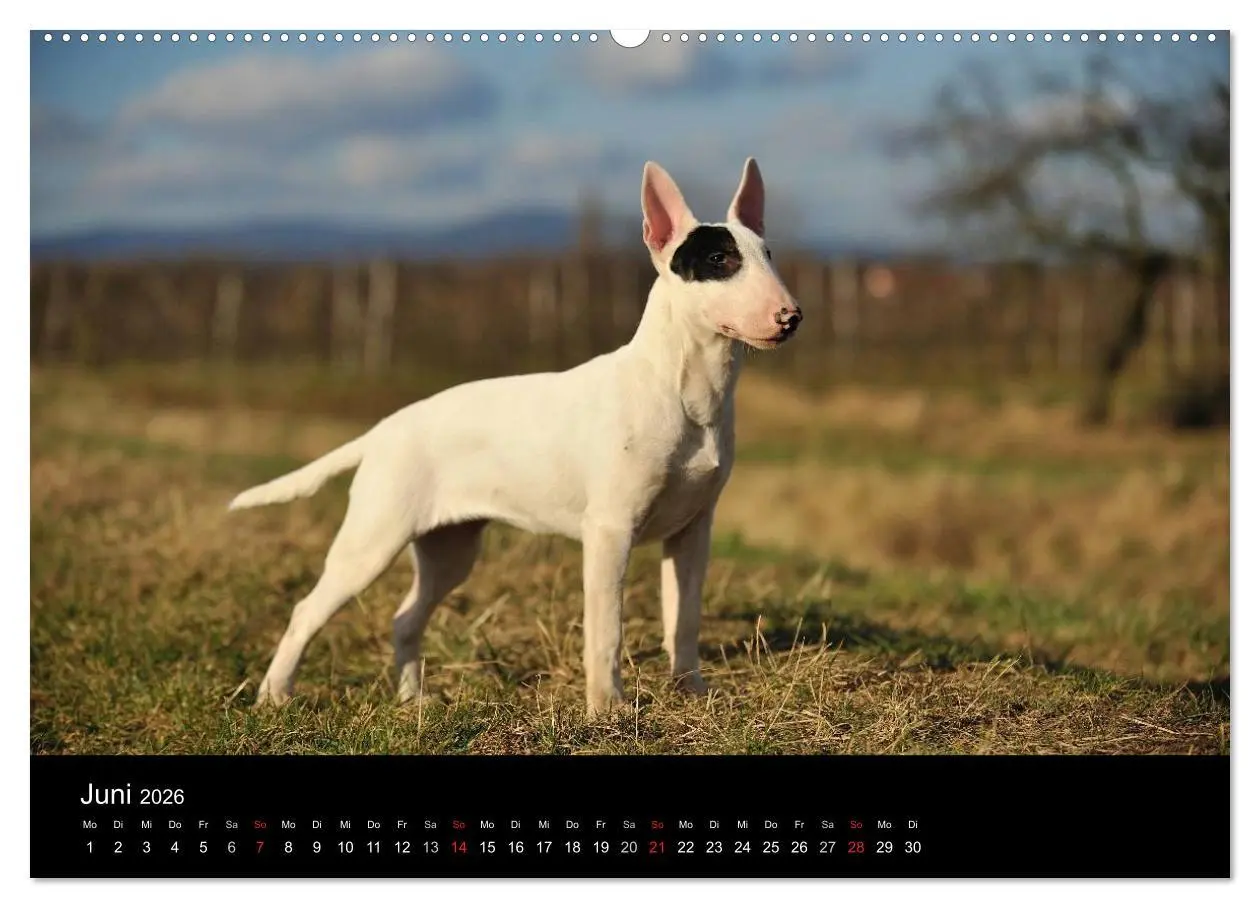 Bild: 9783516089929 | Bullterrier 2026 - Kleine Clowns mit großem Herz (hochwertiger...
