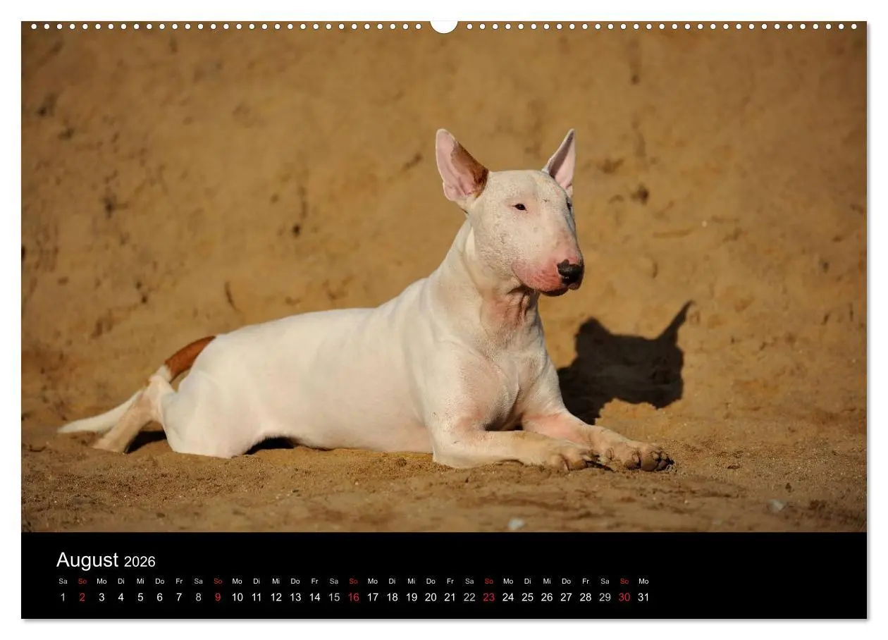 Bild: 9783516089929 | Bullterrier 2026 - Kleine Clowns mit großem Herz (hochwertiger...