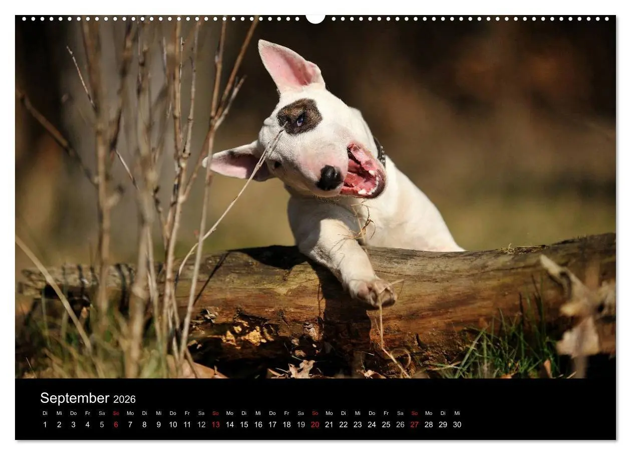 Bild: 9783516089929 | Bullterrier 2026 - Kleine Clowns mit großem Herz (hochwertiger...