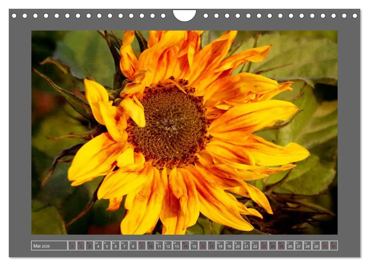 Bild: 9783516229929 | Blumen für dich (Wandkalender 2026 DIN A4 quer), CALVENDO...