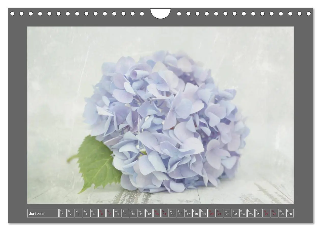 Bild: 9783516229929 | Blumen für dich (Wandkalender 2026 DIN A4 quer), CALVENDO...