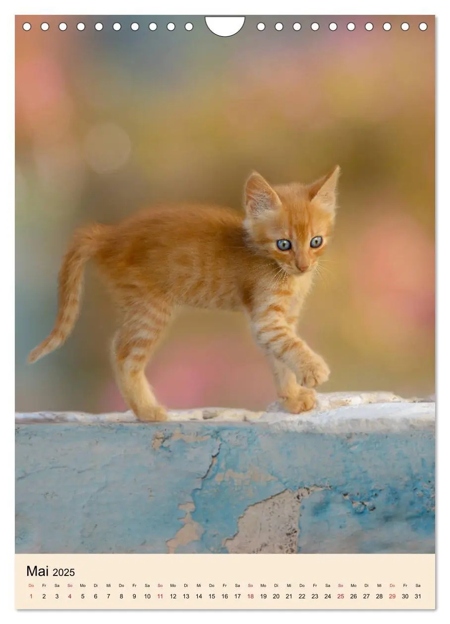 Bild: 9783435990030 | Katzen von Rhodos (Wandkalender 2025 DIN A4 hoch), CALVENDO...